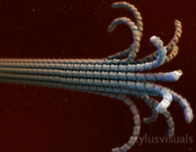 depolymerizing microtubule