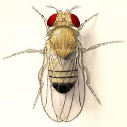 Drosophila fly